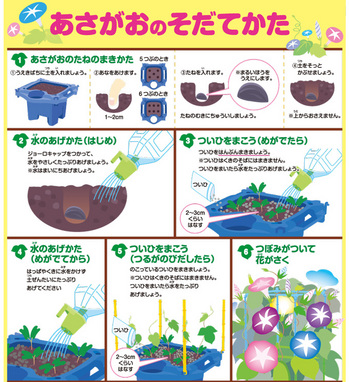 朝顔 あさがお の成長を観察 育て方 小学生理科教材 動画あり