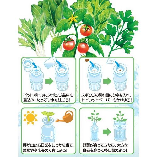 ペットボトルで育てる野菜 自由研究や植物の実験に手軽な教材